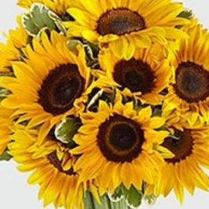 Meet your Posher, Cecilia